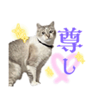 猫が伝言（個別スタンプ：2）
