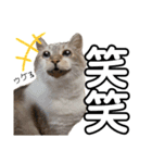 猫が伝言（個別スタンプ：4）