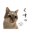猫が伝言（個別スタンプ：5）