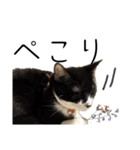 猫が伝言（個別スタンプ：6）