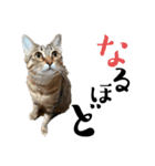 猫が伝言（個別スタンプ：7）