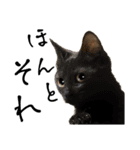 猫が伝言（個別スタンプ：8）