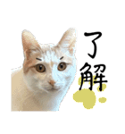 猫が伝言（個別スタンプ：9）