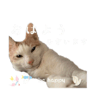 猫が伝言（個別スタンプ：10）