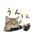 猫が伝言（個別スタンプ：11）