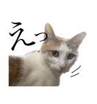 猫が伝言（個別スタンプ：12）