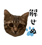 猫が伝言（個別スタンプ：14）