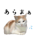 猫が伝言（個別スタンプ：15）