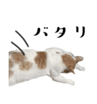 猫が伝言（個別スタンプ：16）