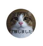 にゃんにゃん お得セット2（個別スタンプ：2）