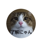 にゃんにゃん お得セット2（個別スタンプ：3）