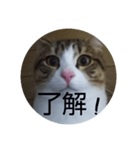 にゃんにゃん お得セット2（個別スタンプ：4）