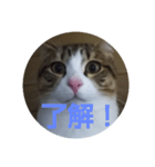 にゃんにゃん お得セット2（個別スタンプ：5）