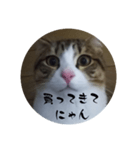 にゃんにゃん お得セット2（個別スタンプ：7）