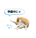 関西弁っぽいさくら猫（個別スタンプ：19）