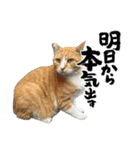 関西弁っぽいさくら猫（個別スタンプ：34）