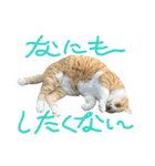 関西弁っぽいさくら猫（個別スタンプ：36）