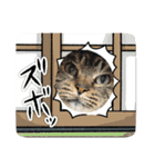 関西弁っぽいさくら猫（個別スタンプ：37）