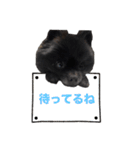 COAH（個別スタンプ：8）