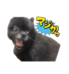 COAH（個別スタンプ：14）