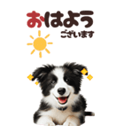BIGスタンプ ボーダーコリーの子犬（個別スタンプ：1）