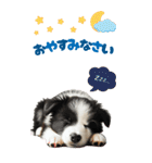 BIGスタンプ ボーダーコリーの子犬（個別スタンプ：2）
