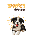 BIGスタンプ ボーダーコリーの子犬（個別スタンプ：3）