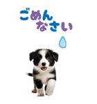 BIGスタンプ ボーダーコリーの子犬（個別スタンプ：4）