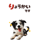 BIGスタンプ ボーダーコリーの子犬（個別スタンプ：5）