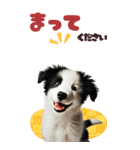 BIGスタンプ ボーダーコリーの子犬（個別スタンプ：6）