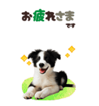 BIGスタンプ ボーダーコリーの子犬（個別スタンプ：10）