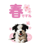 BIGスタンプ ボーダーコリーの子犬（個別スタンプ：11）