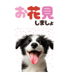 BIGスタンプ ボーダーコリーの子犬（個別スタンプ：12）