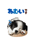 BIGスタンプ ボーダーコリーの子犬（個別スタンプ：13）