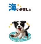 BIGスタンプ ボーダーコリーの子犬（個別スタンプ：14）
