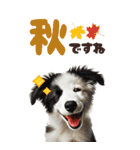 BIGスタンプ ボーダーコリーの子犬（個別スタンプ：16）