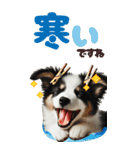 BIGスタンプ ボーダーコリーの子犬（個別スタンプ：19）
