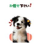 BIGスタンプ ボーダーコリーの子犬（個別スタンプ：20）