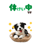 BIGスタンプ ボーダーコリーの子犬（個別スタンプ：21）