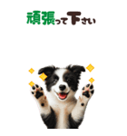 BIGスタンプ ボーダーコリーの子犬（個別スタンプ：23）