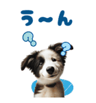 BIGスタンプ ボーダーコリーの子犬（個別スタンプ：24）