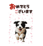BIGスタンプ ボーダーコリーの子犬（個別スタンプ：25）