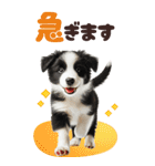 BIGスタンプ ボーダーコリーの子犬（個別スタンプ：26）