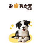 BIGスタンプ ボーダーコリーの子犬（個別スタンプ：29）