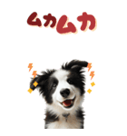 BIGスタンプ ボーダーコリーの子犬（個別スタンプ：30）