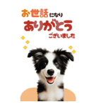 BIGスタンプ ボーダーコリーの子犬（個別スタンプ：36）