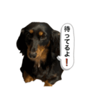 最恐なマドレンヌの日常（個別スタンプ：17）