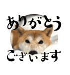 あずきスタンプ きゅう！（個別スタンプ：4）