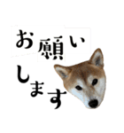 あずきスタンプ きゅう！（個別スタンプ：7）