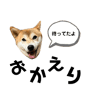 あずきスタンプ きゅう！（個別スタンプ：8）
